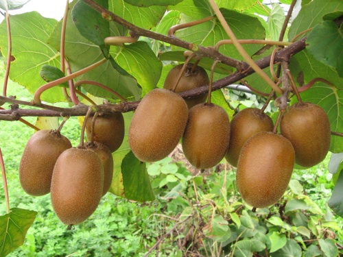Actinidia