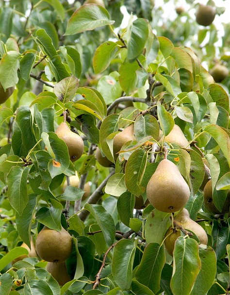 Pear