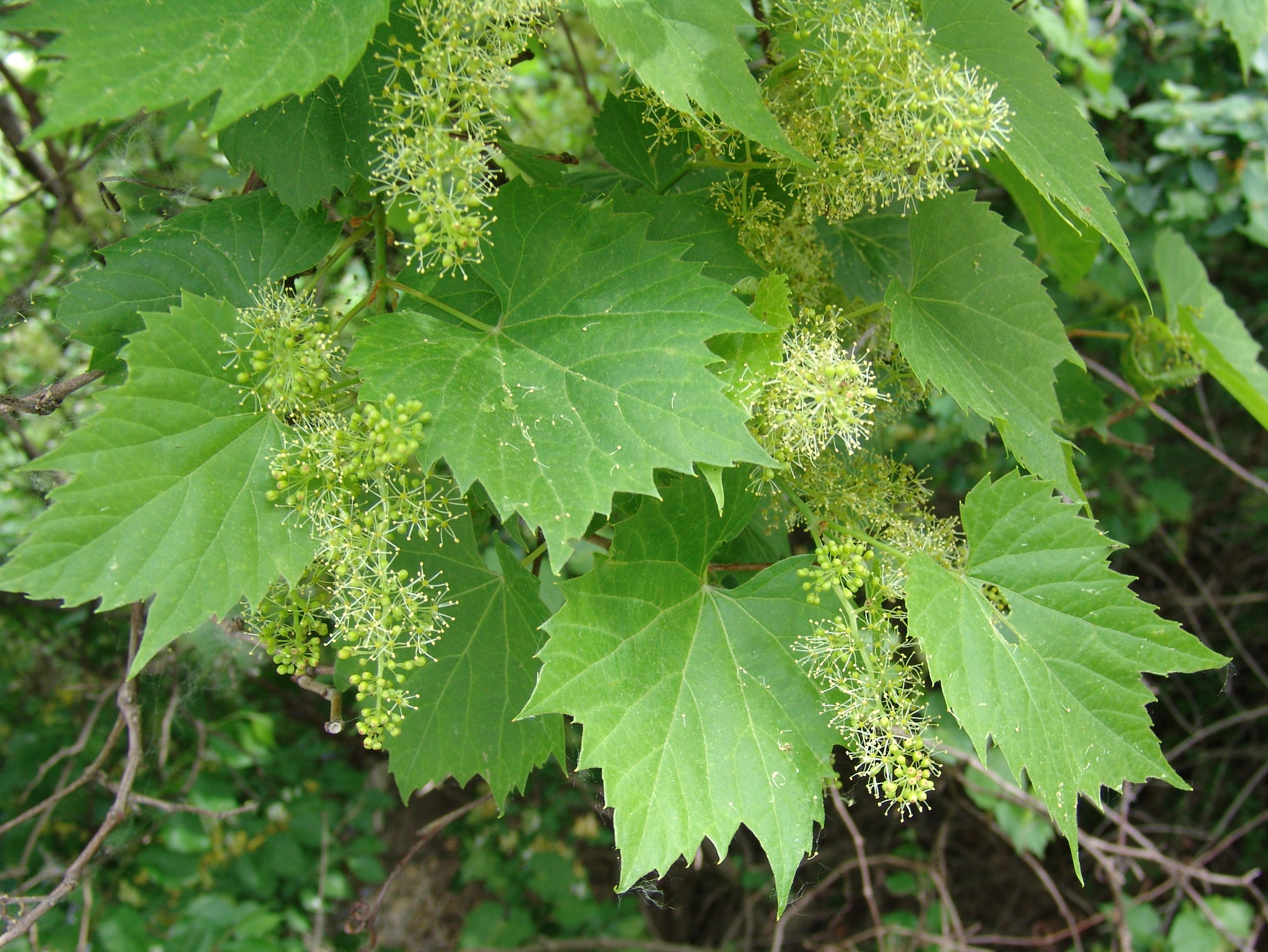 fioritura_vite