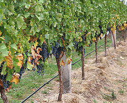 grape_wine