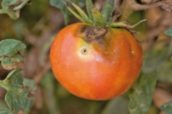 tuta